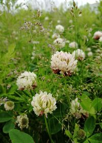 Close-up of white flowering plants on field