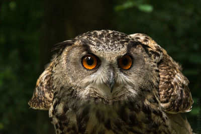 Close-up portrait of owl