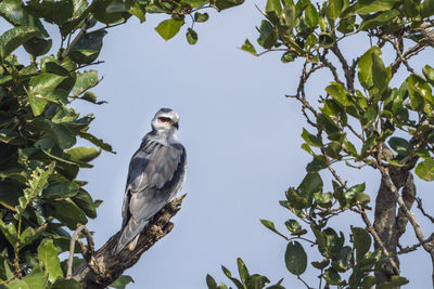 Low angle view of eagle perching on tree