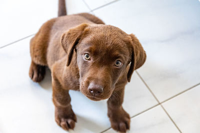 High angle portrait of a chocolate labrador puppy on the floor