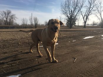 Dog on dirt road against sky