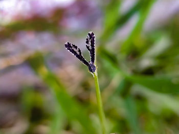 Close-up of snow on plant platyptilia is a genus of moths in the family pterophoridae 