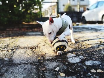 Portrait of dog