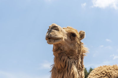 Low angle view of giraffe against sky