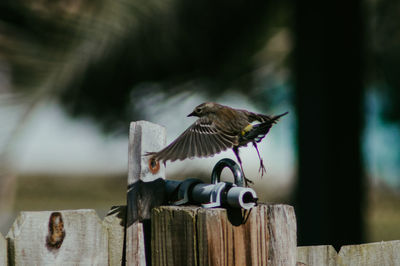 Bird perching on wooden post