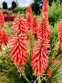 Close-up of red flowering plants