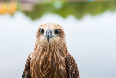 Close-up portrait of a owl