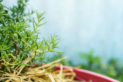 Close-up of fresh plant in field