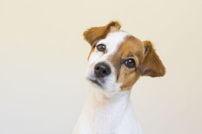 Close-up portrait of a dog over white background