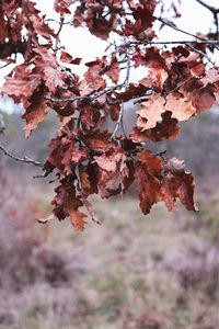 Close-up of a cherry blossom tree