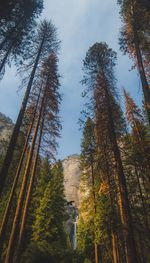 Low angle view of trees in forest against sky