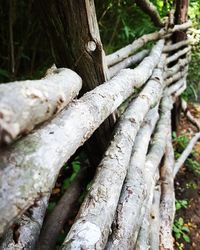 Close-up of logs on tree trunk in forest