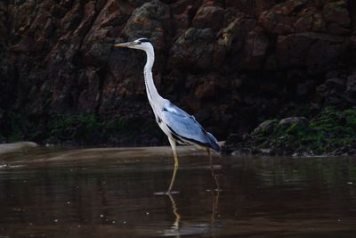 View of a bird in lake