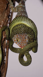 Close-up of a lizard