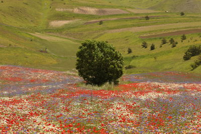 Scenic view of agricultural field
