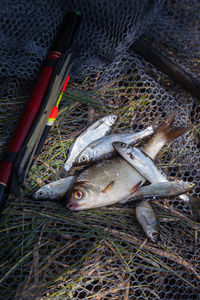 High angle view of fish for sale at market