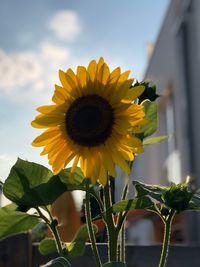 Close-up of sunflower against sky