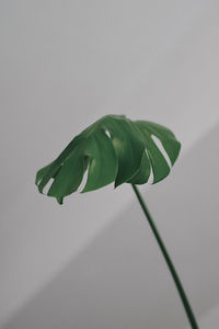 Close-up of green leaf on white background