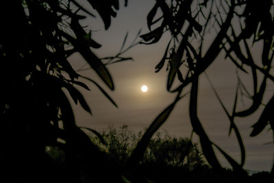 Low angle view of silhouette trees against sky at night