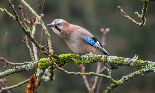 Close-up of bird perching on twig