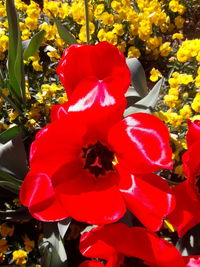 Close-up of red rose flower