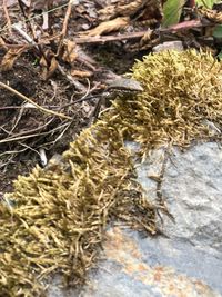 Close-up of dried plant on rock