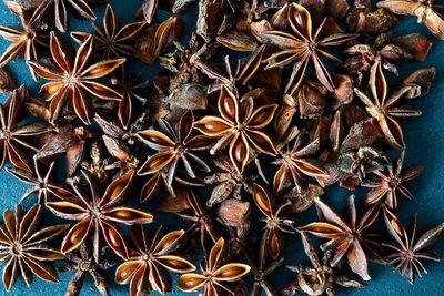 Full frame shot of cactus plants