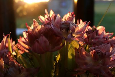 Close-up of flowers