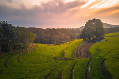 Scenic view of agricultural field against sky during sunset