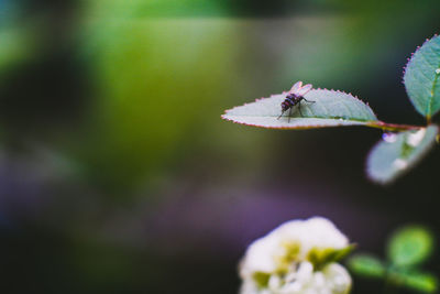 Close-up of insect on flower