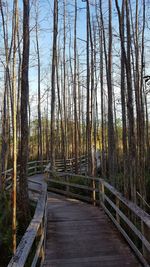 Footpath amidst trees in forest