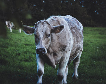 Portrait of cow