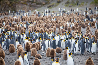 Panoramic view of birds on field