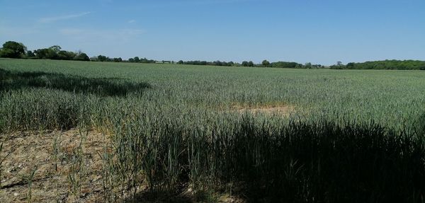 Scenic view of field against clear sky