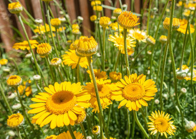 Close-up of yellow flowering plants on field