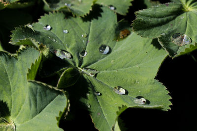Close-up of raindrops on leaves