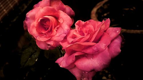 Close-up of pink rose