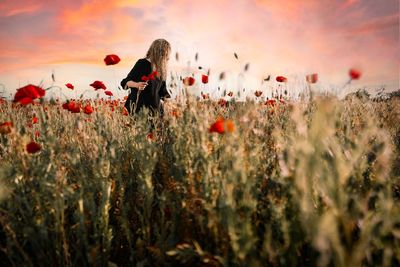 Close-up of poppies on field against sky during sunset