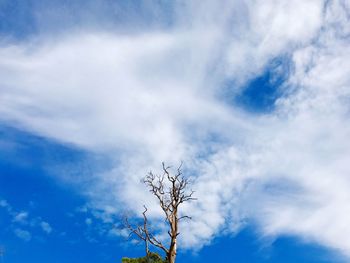 Low angle view of tree against sky