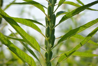 Close-up of grass against blurred background