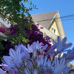 Close-up of purple flowering plants against building