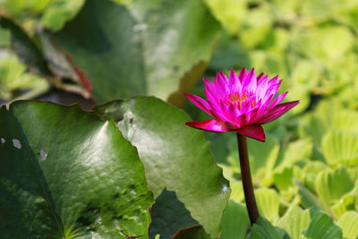 Close-up of pink lotus water lily