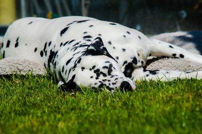 View of white resting on ground spots dalmatian dog