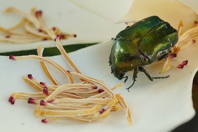 Close-up of insect on flowers