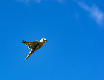 Low angle view of bird flying against clear blue sky