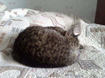 Cat sleeping on bed