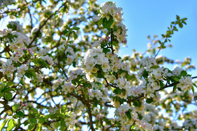 Low angle view of cherry blossoms against sky