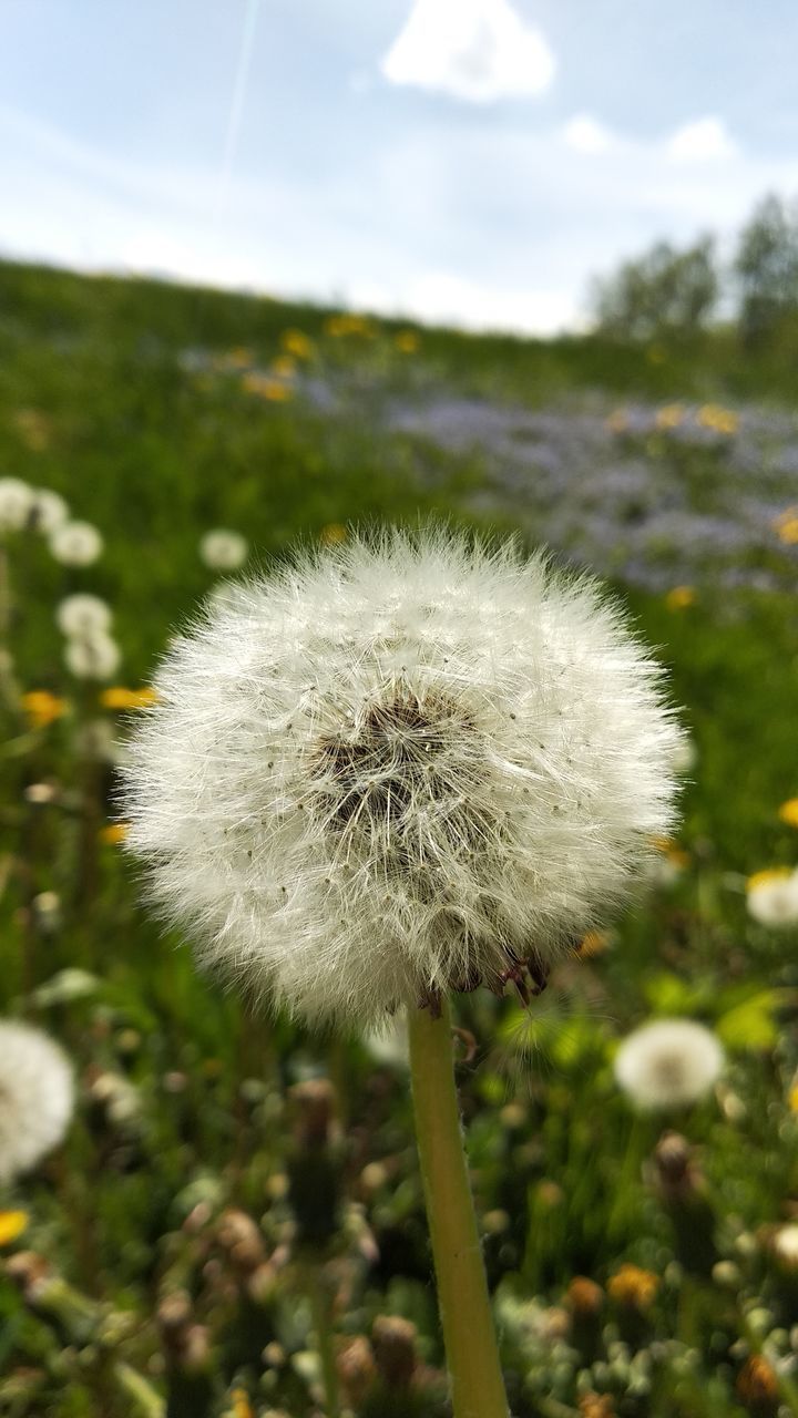 CLOSE-UP OF DANDELION GROWING ON FIELD