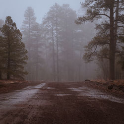 Dirt road amidst trees in forest during winter