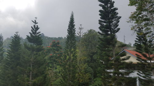 Pine trees in forest against sky